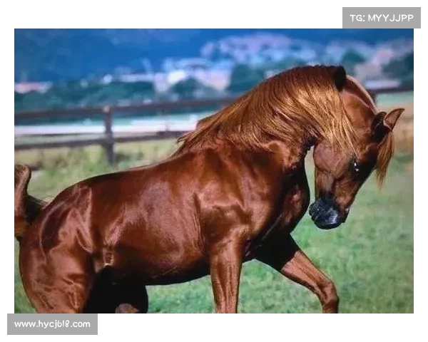 《揭秘汗血宝马的养成秘诀与千年传奇背后的历史与文化》