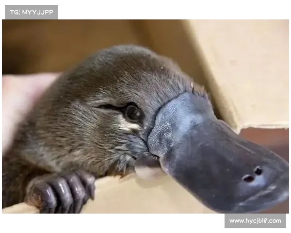 揭开神秘生物面纱探索隐藏于世界尽头的五大奇幻特征